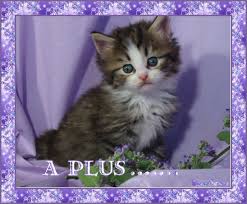 images?q=tbn:ANd9GcQci2Kabku8ue8bjA3HMhe0bo_filXAYBHmqyQiE-NUo101hNdl