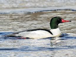 Attēlu rezultāti vaicājumam “Mergus merganser female”