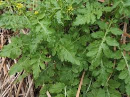 Attēlu rezultāti vaicājumam “Rorippa palustris leaf”