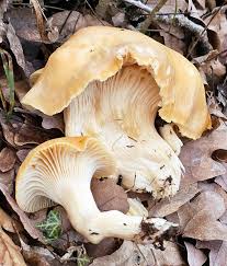 Attēlu rezultāti vaicājumam “Hemitrichia karstenii young”