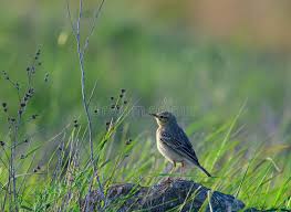 Image result for Anthus campestris