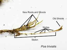 Attēlu rezultāti vaicājumam “Poa trivialis”