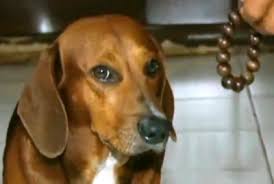 gamravlebis-ის სურათის შედეგი