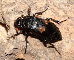 Attēlu rezultāti vaicājumam “Silphidae”
