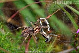 Attēlu rezultāti vaicājumam “Agelena labyrinthica”