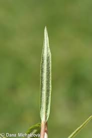 Attēlu rezultāti vaicājumam “Lysimachia thyrsiflora bud”