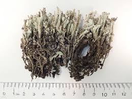 Attēlu rezultāti vaicājumam “Cladonia phyllophora”