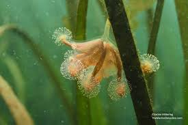 Attēlu rezultāti vaicājumam “Physarum penetrale stalked”