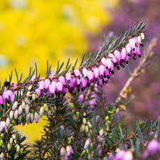 Attēlu rezultāti vaicājumam “Erica x darleyensis”