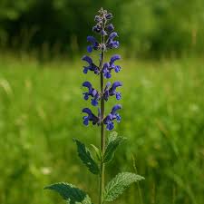 Attēlu rezultāti vaicājumam “Salvia pratensis”