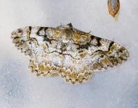 Attēlu rezultāti vaicājumam “Alcis repandata”