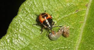 Attēlu rezultāti vaicājumam “Palomena prasina nymph”