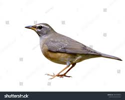 Image result for Turdus obscurus