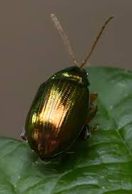 Attēlu rezultāti vaicājumam “Alticinae”