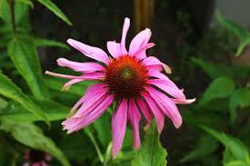 Image result for Echinacea purpurea