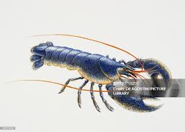 Image result for Homarus gammarus