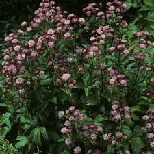 Image result for Astrantia majon `Abbey Road`