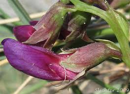 Attēlu rezultāti vaicājumam “Lathyrus japonicus subsp. maritimus flower”