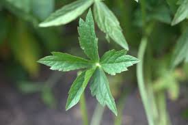 Attēlu rezultāti vaicājumam “Astrantia major leaf”