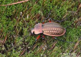 Attēlu rezultāti vaicājumam “Carabus cancellatus”