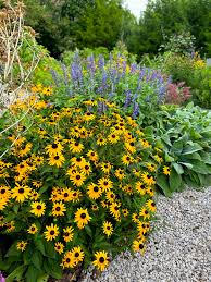 Image result for Rudbeckia Paradisio