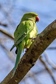 Image result for Psittacula krameri