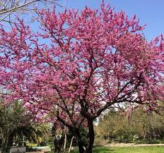 Attēlu rezultāti vaicājumam “Cercis siliquastrum”