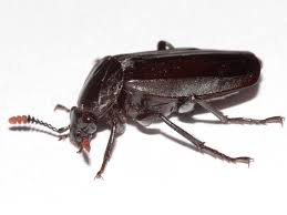 Attēlu rezultāti vaicājumam “Necrodes littoralis”