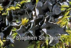 Attēlu rezultāti vaicājumam “Leptogium saturninum”