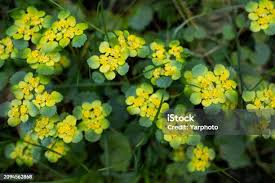 Attēlu rezultāti vaicājumam “Chrysosplenium alternifolium flower”