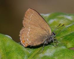 Attēlu rezultāti vaicājumam “Satyrium ilicis”