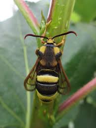 Attēlu rezultāti vaicājumam “Sesia apiformis”