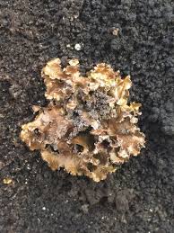 Attēlu rezultāti vaicājumam “Tuckermannopsis chlorophylla”