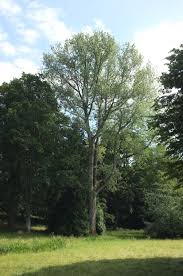 Attēlu rezultāti vaicājumam “Populus x canadensis”