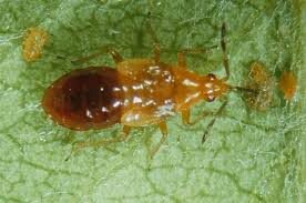 Attēlu rezultāti vaicājumam “Anthocoris nemorum”