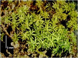 Attēlu rezultāti vaicājumam “Bryoerythrophyllum recurvirostrum sporophyte”