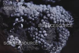 Attēlu rezultāti vaicājumam “Badhamia panicea”