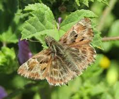 Attēlu rezultāti vaicājumam “Carcharodus floccifera upperside”