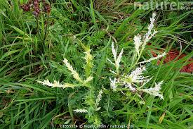 Attēlu rezultāti vaicājumam “Cirsium arvense leaf”