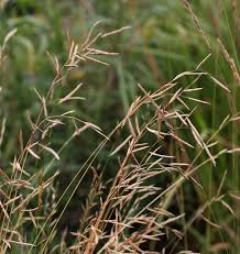 Attēlu rezultāti vaicājumam “Brachypodium pinnatum”
