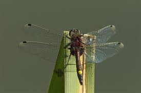 Attēlu rezultāti vaicājumam “Leucorrhinia”