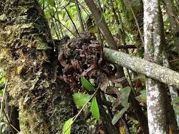 Attēlu rezultāti vaicājumam “Exobasidiales”