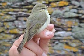 Attēlu rezultāti vaicājumam “Phylloscopus trochiloides adult”