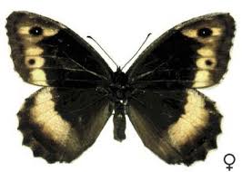 Attēlu rezultāti vaicājumam “Hipparchia alcyone”