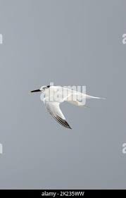 Attēlu rezultāti vaicājumam “Sterna sandvicensis adult”