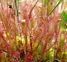 Attēlu rezultāti vaicājumam “Drosera x obovata leaf”