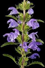 Image result for Dracocephalum moldavicum