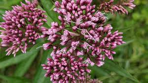 Image result for Eupatorium cannabinum