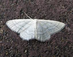 Attēlu rezultāti vaicājumam “Idaea sylvestraria”