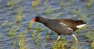 Attēlu rezultāti vaicājumam “Gallinula chloropus adult”